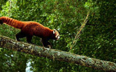 roter panda, 4k, hdr, kolmarden wildlife park, ailurus fulgens, süße tiere, schweden, kleiner panda, säugetiere