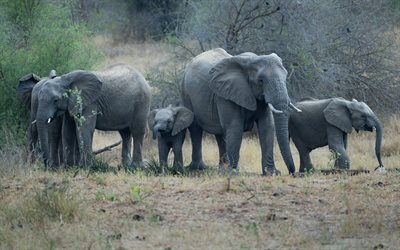 elephants, wildlife, evening, sunset, elephant family, Africa, wild animals