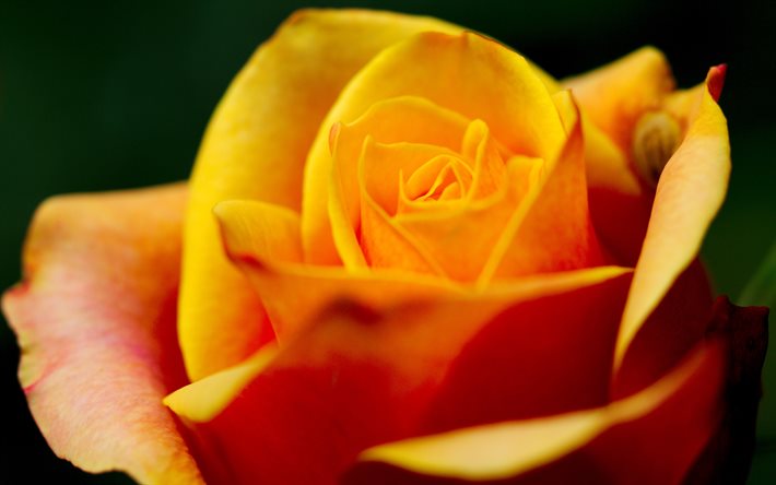 rosa amarela, 4k, macro, flores amarelas, rosas, flores bonitas, foto com rosa, antecedentes com rosas, pétalas amarelas