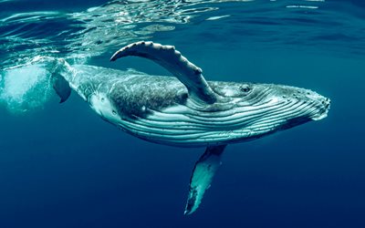 ballena jorobada, submarino, océano, mundo submarino, megaptera novaeangliae, ballena, fauna silvestre, ballenas
