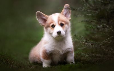Welsh Corgi, cute dog, pets, Corgi, Pembroke Welsh Corgi, forest, Corgi puppy, small dogs