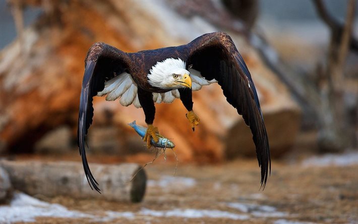 eagle, predator, fishing, birds