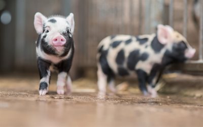 les porcs, de la ferme, mignon porcs, les porcs domestiques, des animaux mignons, des petits cochons