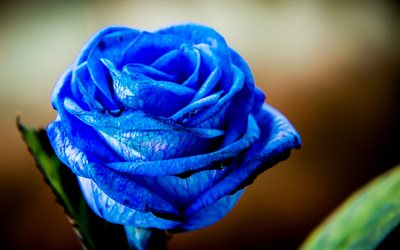 bleu, rose, bourgeon, close-up, de roses