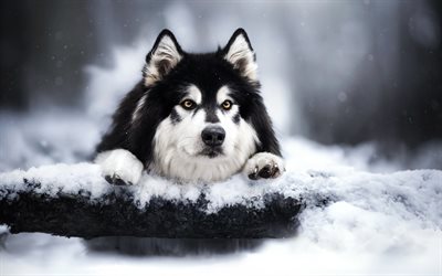 alaskaner klee kai, winter, schnee, schwarz  weiß  hund, alaskan malamute, heiser, süße tiere, hunde