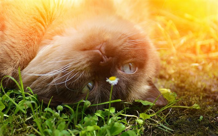 İngiliz Ыhorthair kedi, çimen, yakın çekim, namlu, kediler