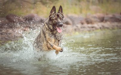 German shepherd, river, dogs