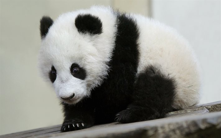 下载壁纸 小熊猫, 可爱的小熊, 大熊猫, 熊, 可爱的动物, 熊猫 桌面