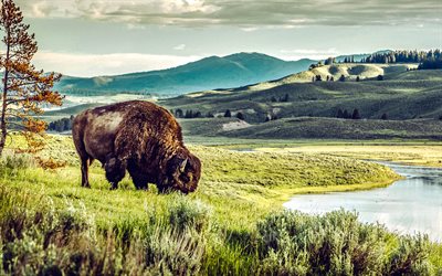 bison américain, soirée, le coucher du soleil, pré, bison, buffle d'amérique, faune, animaux sauvages, vallée de lamar, le parc national de yellowstone, etats unis
