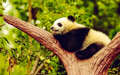 bir ağaç üzerinde panda, panda bir dalda uyur, vahşi hayvanlar, yaban hayatı, uyuyan panda, tatlı hayvanlar, ayılar, panda, çin, pandalar