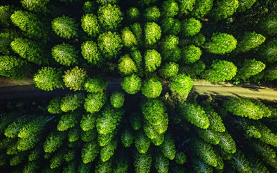 4k, aerial view, summer, road, forest, green trees, beautiful nature, HDR