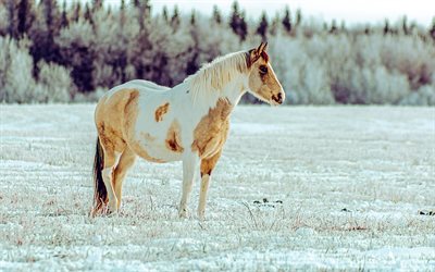 brun vit häst, vinter, snö, snöig äng, vilda djur och växter, hästar, vacker häst, äng