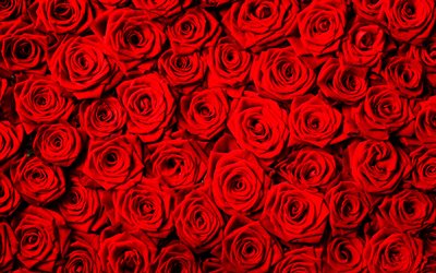 4k, 赤いバラの花束, ぼけ, 赤い花, バラの背景, 赤いつぼみ, 美しい花束, バラの花束, 赤いバラ, 美しい花, バラ