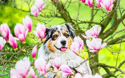australiano, primavera, animales bonitos, pastor australiano, mascotas, flores rosadas, perros, perro pastor australiano, perro australiano