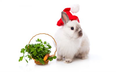 white fluffy rabbit, cute animals, rabbit in santa hat, merry christmas, happy new year, rabbit