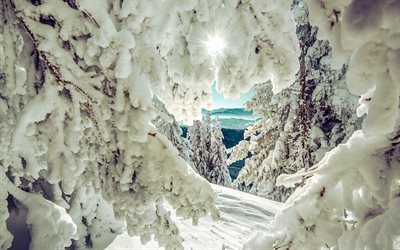 winter landscape, mountains, winter, snow, snow-covered trees, snow on branches, mountain landscape, pines