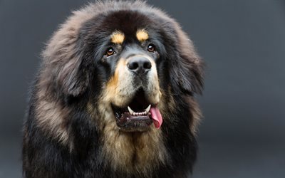 तिब्बती मैस्टिफ़, 4k, प्यारे कुत्ते, पालतू जानवर, bokeh, बड़े कुत्ते, तिब्बती मास्टिफ कुत्ता, कुत्ते