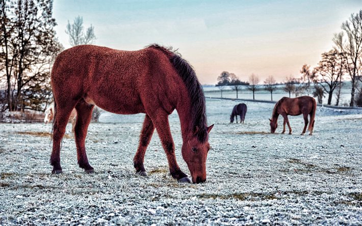 茶色の馬, 牧草地, 冬, 雪, 馬, 雪に覆われた草原, 冬の放牧馬, 美しい動物