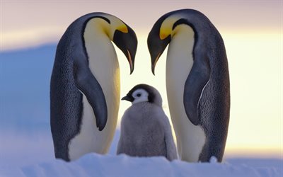 penguins, family, little penguin, north, ice, snow
