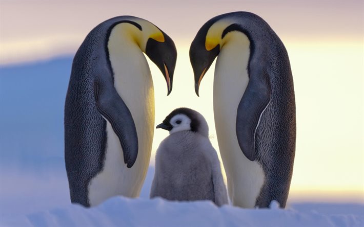 pinguins, família, pinguim, norte, gelo, neve