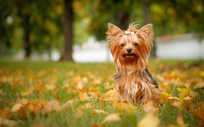 ヨークシャー-テリア, 犬, 秋, かわいい動物たち