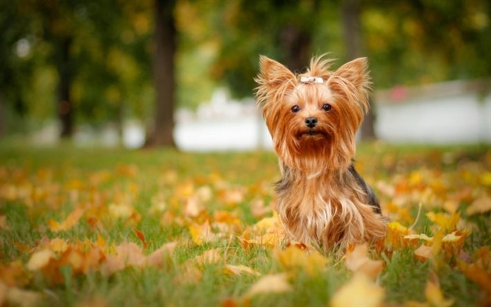 yorkshire terrier, cachorros, outono, animais fofos
