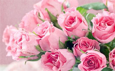 rosas de color rosa, hermosas flores, rosas, bouquet de rosas