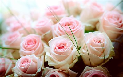 バラのお花のブーケ, ピンク色のバラ, 美しい花束, バラ