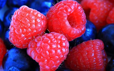 열매, close-up, 나무 딸기, 블루베리, 과일