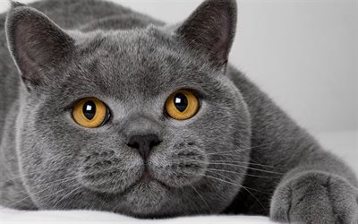 brittiläinen lyhytkarva, harmaa kissa, keltaiset silmät, söpöt eläimet, kissat