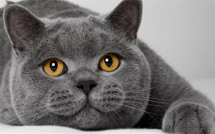 Le British Shorthair, chat gris, des yeux jaunes, des animaux mignons, des chats