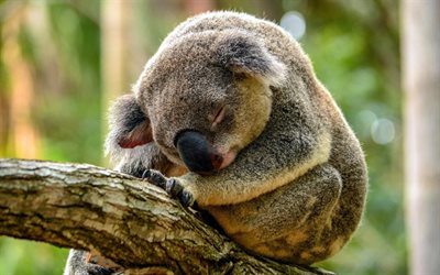 koala, zoo, schlafen
