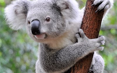 zoo, koala-bär, baum-bär, blur
