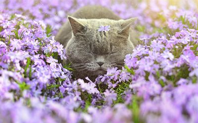 scottish fold, cats, flowers, shorthair cat
