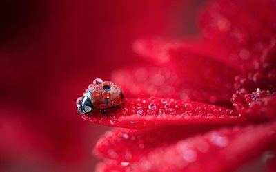 red flower, ladybug, petals, dew, drops