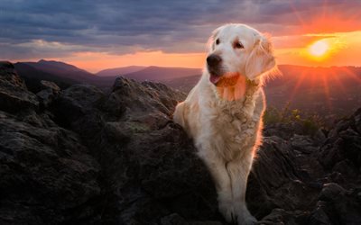 golden retriever, berg, hundar, solnedgång