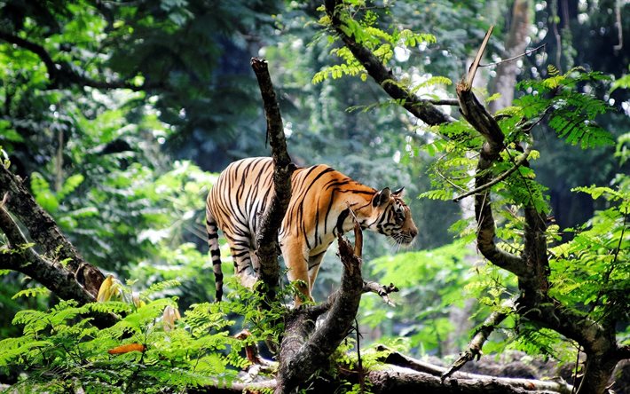 tiger, wildlife, predators, wild cat, trees