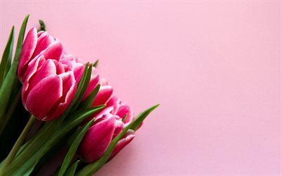 tulipanes rosados, 4k, bokeh, ramo de tulipanes, flores de primavera, macro, flores rosadas, tulipanes, fondo rosa, hermosas flores, fondos con tulipanes, capullos de coloridos