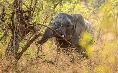 elefante, animali selvatici, savana, sera, tramonto, piccolo elefante, animali selvaggi, elefanti, africa