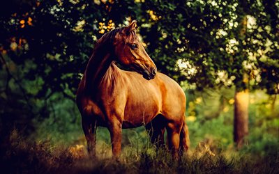 ruskea hevonen, ilta, auringonlasku, villieläimet, hevoset, kauniit eläimet, metsä
