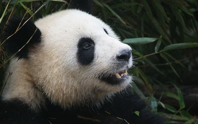 panda, funny animals, muzzle, bears