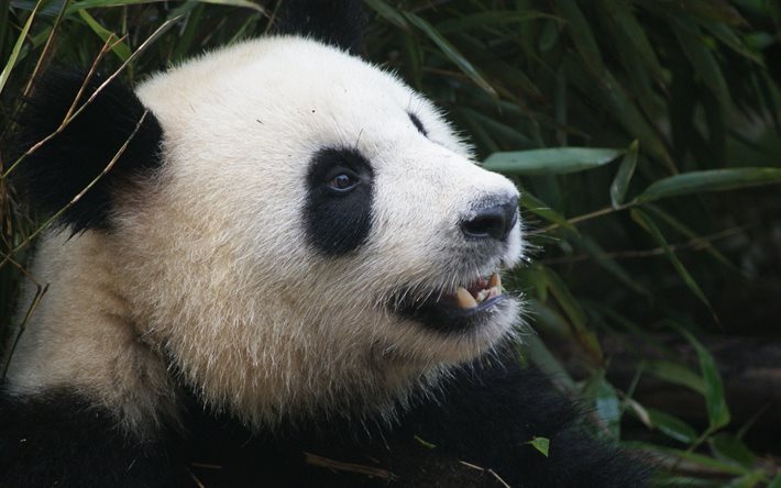 panda, komik hayvanlar, namlu, ayı