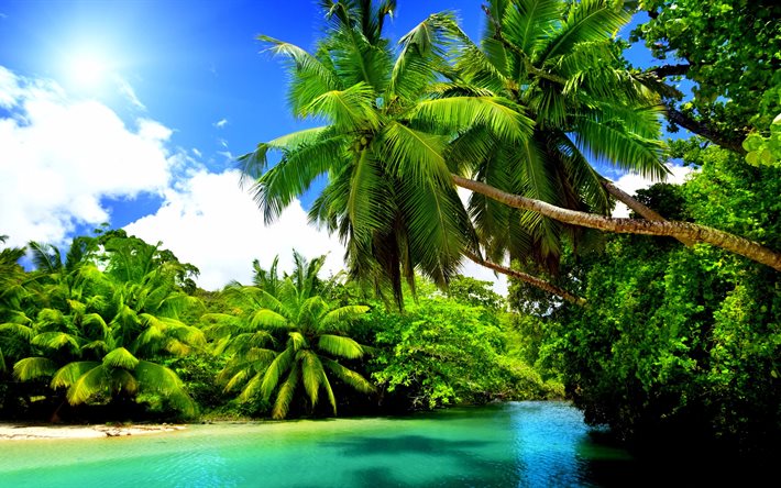 tropen, 4k, strand, meer, paradies, palmen