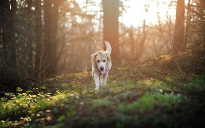 Labrador retriever, forest, dogs, white labrador