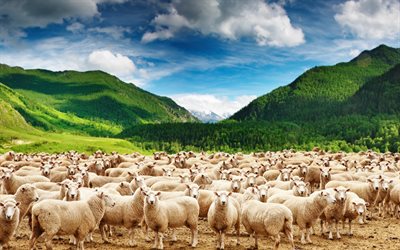 des moutons, des montagnes, l'été, le troupeau
