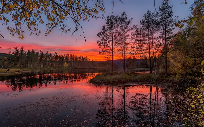 La norvège, coucher de soleil, forêt, rivière, automne