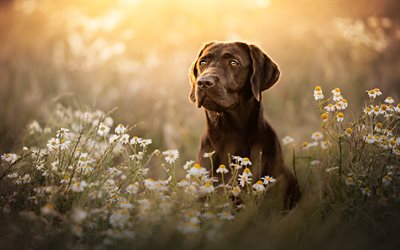 Labrador Retriever, brown puppy, cute animals, pets, small dog, evening, sunset, cute dogs, Labrador