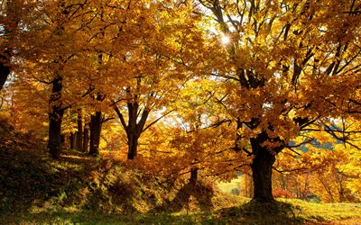 alberi gialli, autunno, foglie gialle, paesaggio autunnale, sera, tramonto, foresta autunnale