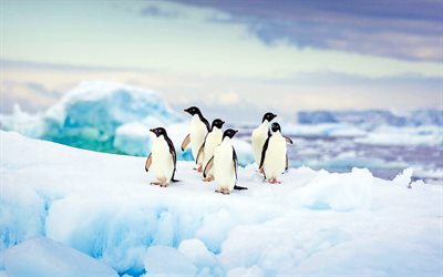 Adelie Penguins, 4k, wildlife, Antarctica, Pygoscelis adeliae, Adelie, penguins