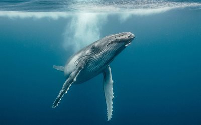 Humpback whale, underwater, ocean, underwater worlds, whales, Megaptera novaeangliae, whale underwater